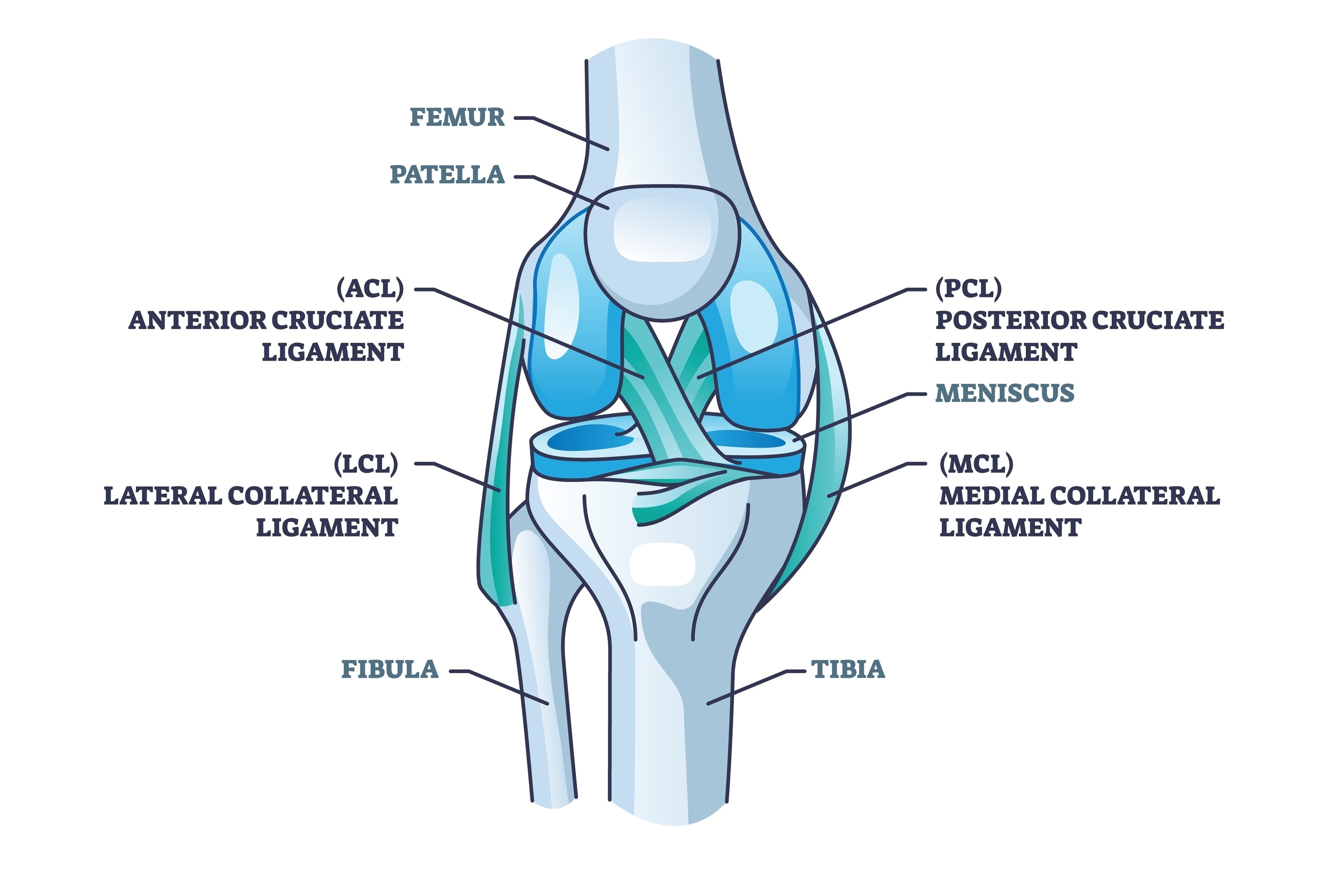 Anatomija sprednje križne vezi