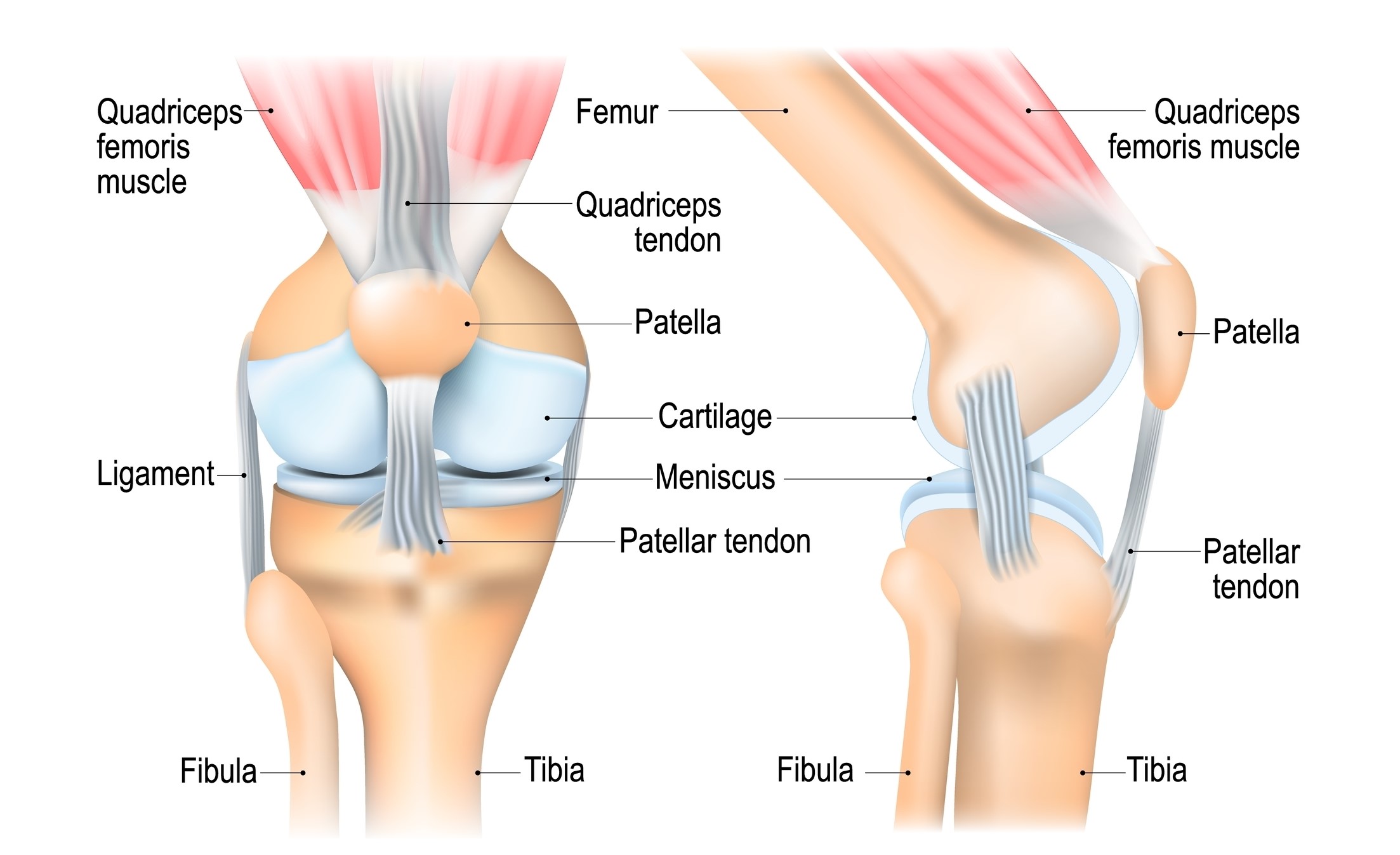 Anatomija patelarnega ligamenta