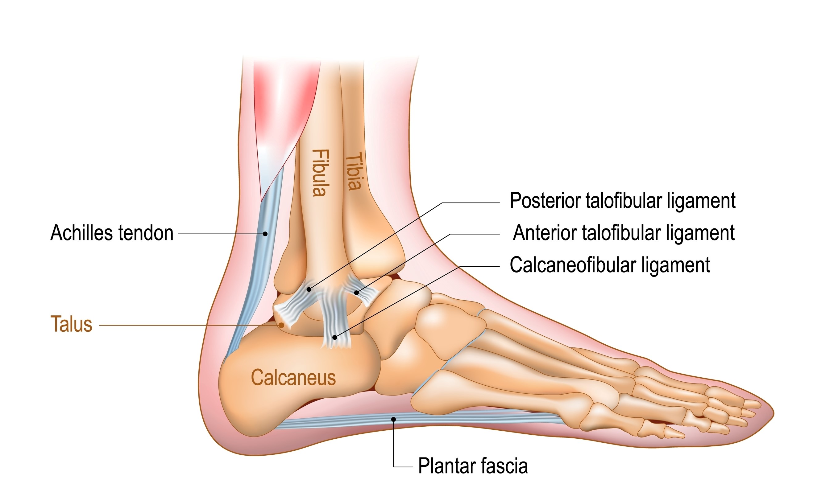 Anatomije Ahilove tetive