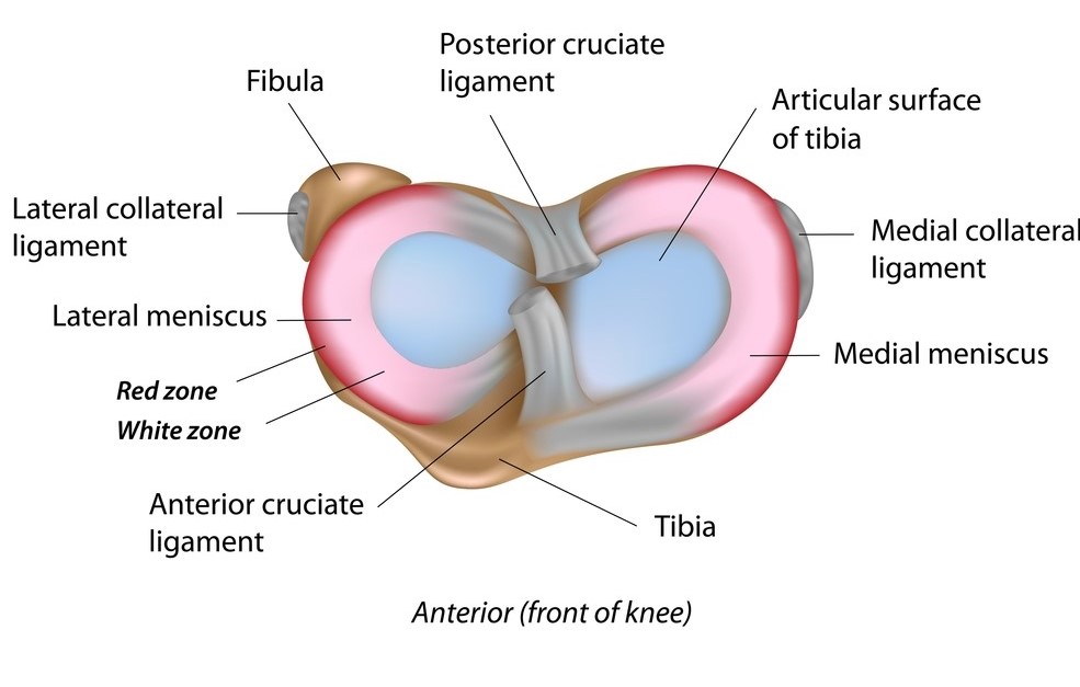 Anatomija meniskusa