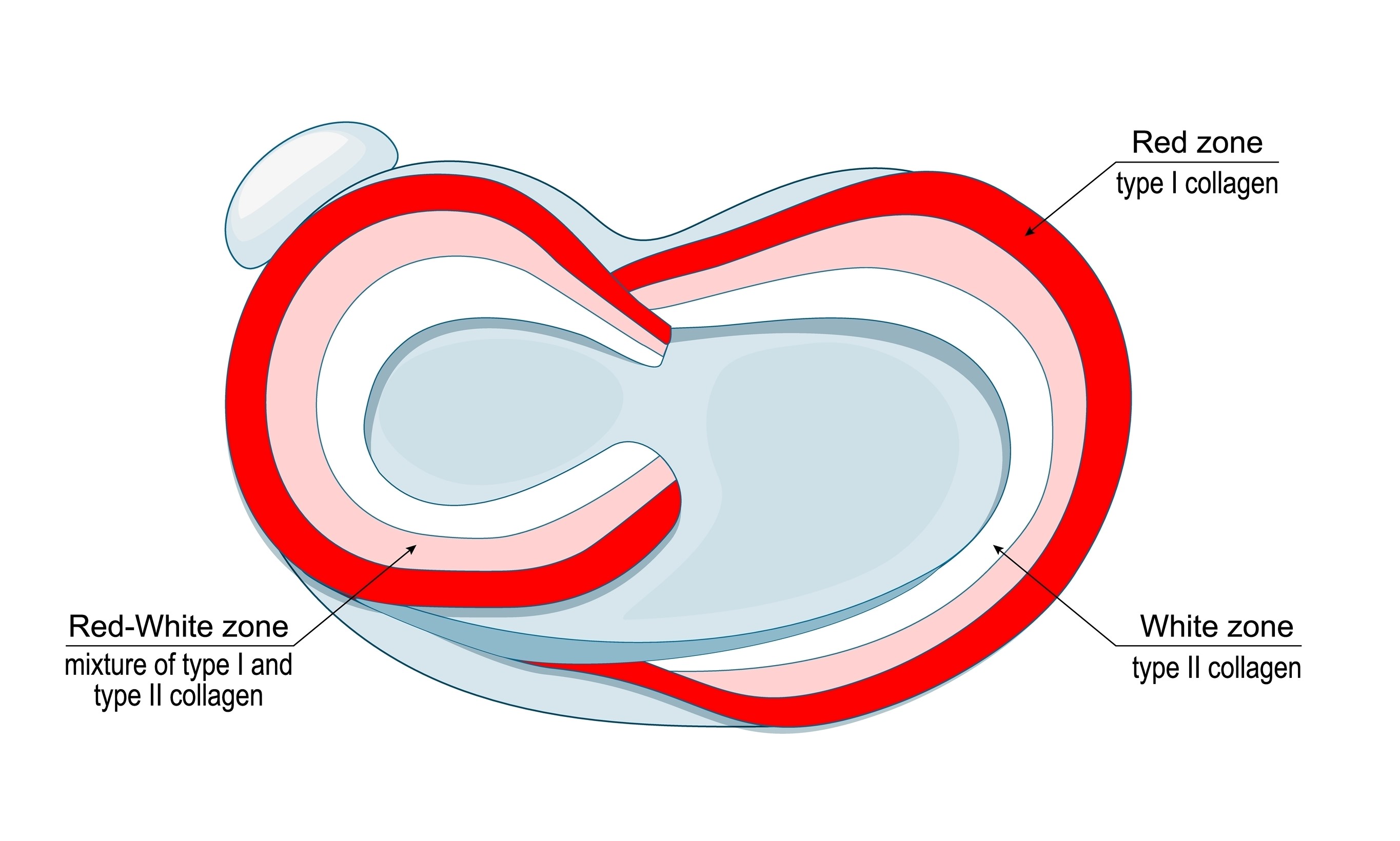 Anatomska sestava meniskusa