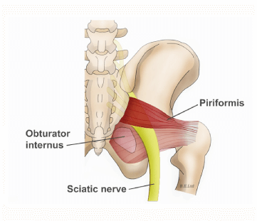 piriformis illustration