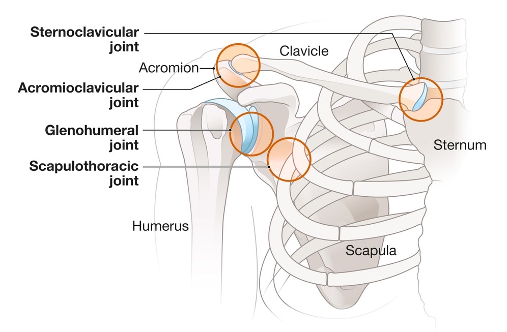 Anatomija ključnice