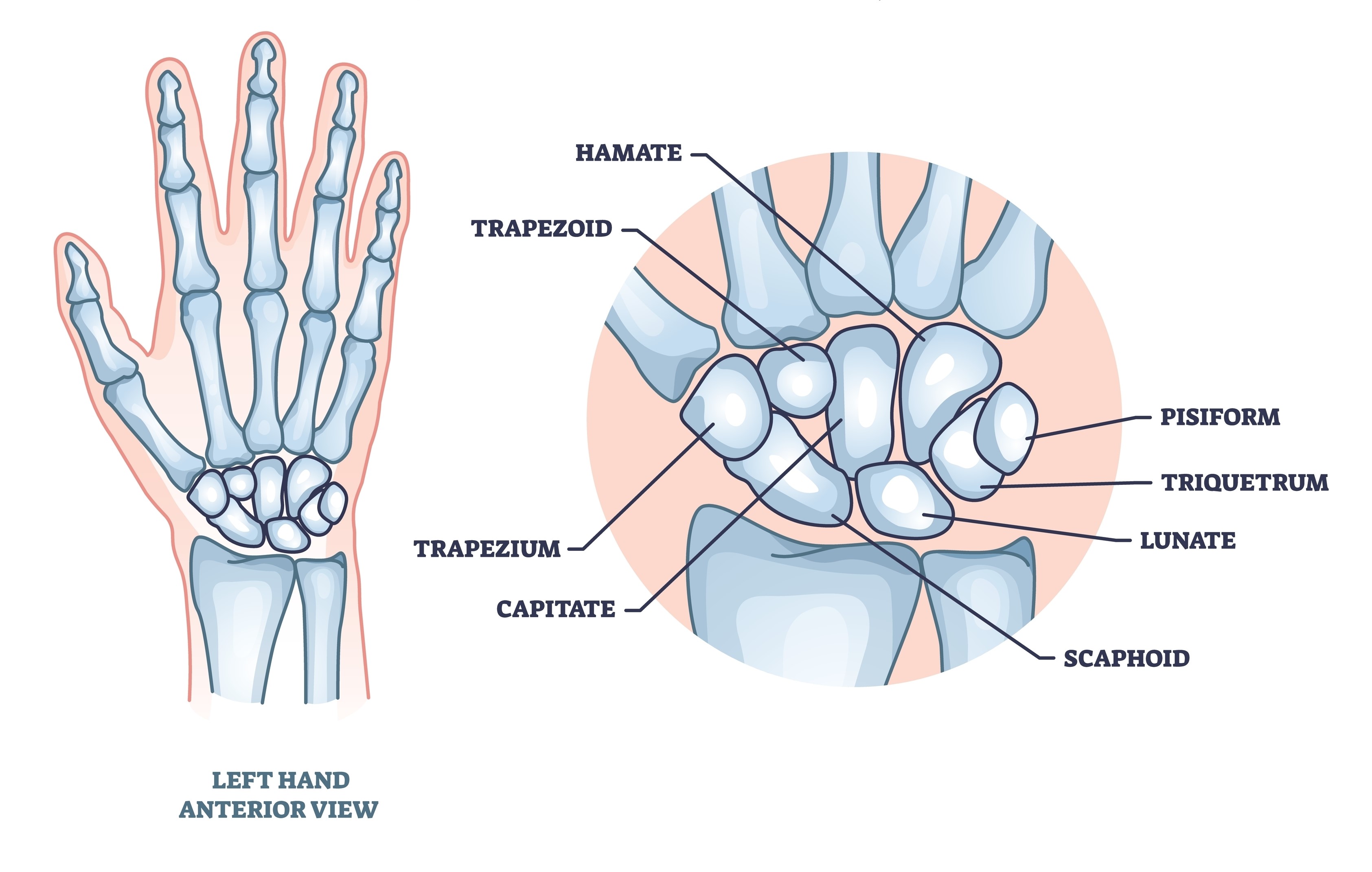 Artritis zapestja anatomija zapestja