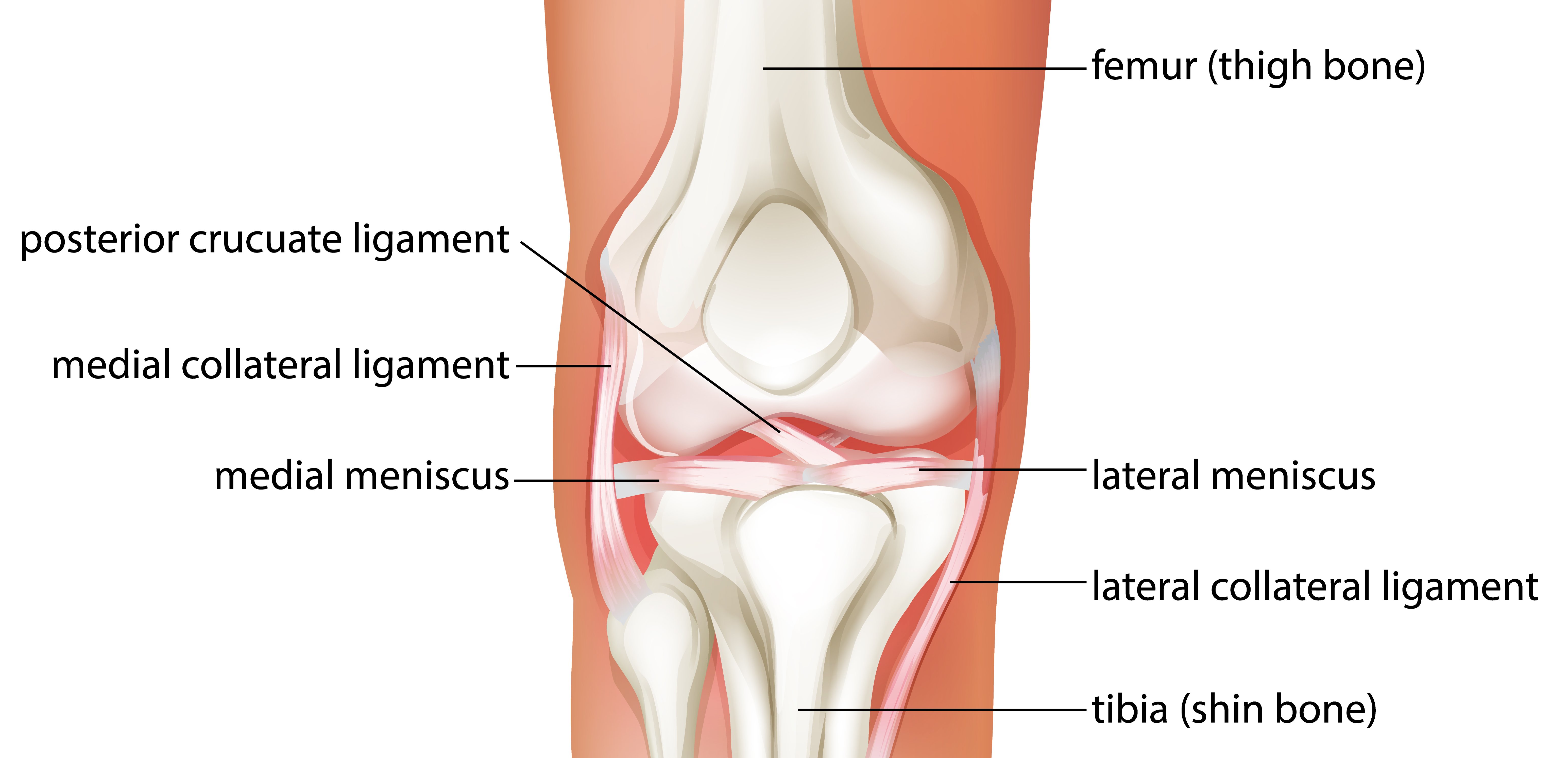 anatomija kolenskega sklepa