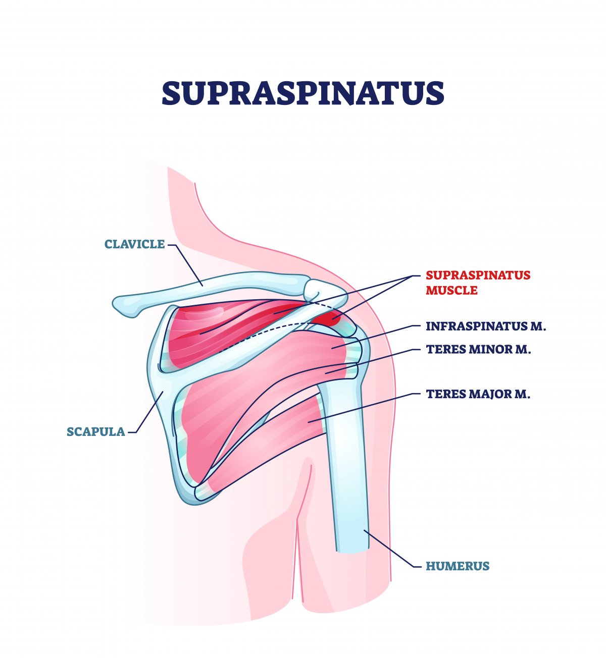 Prikaz supraspinatus mišice