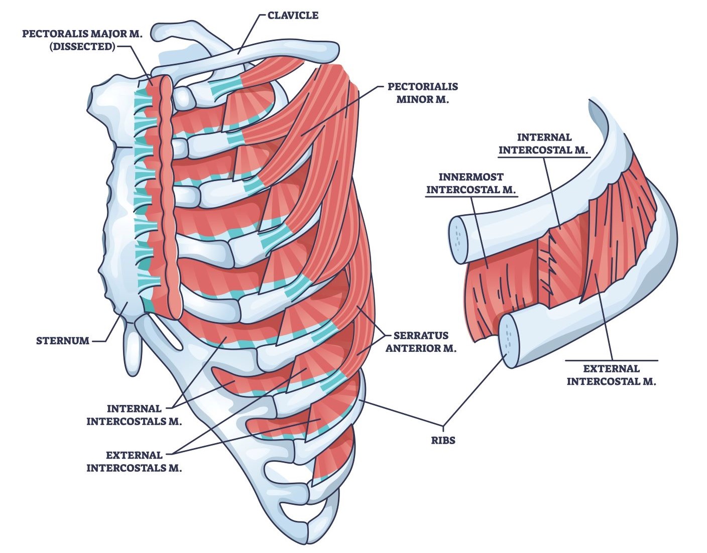 Interkostalne Mišice