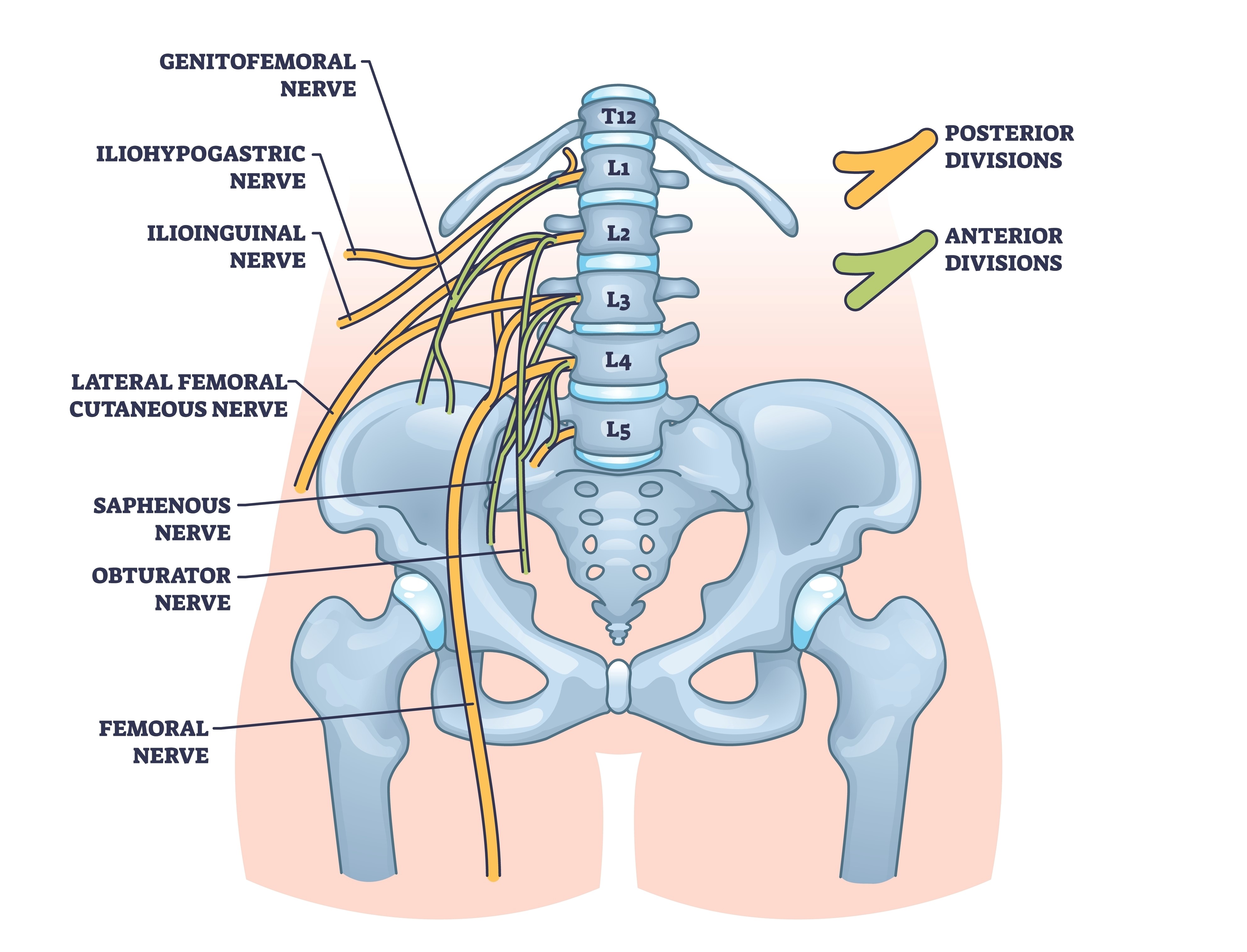 Lumbosakralna hrbtenica